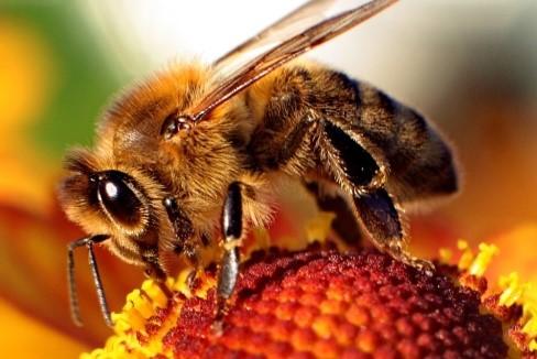 bee 11 