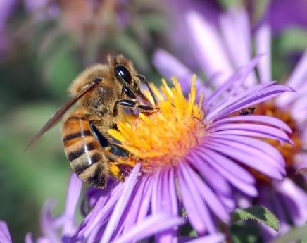 bee purple 11 