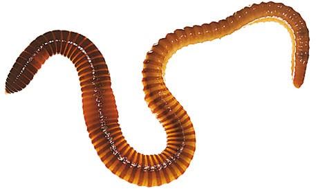 Worms 1 