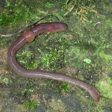 worms 2 