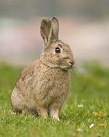rabbit