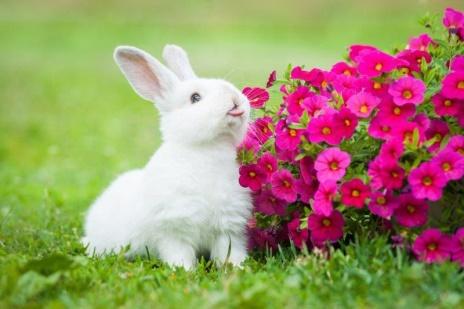 bunny 1