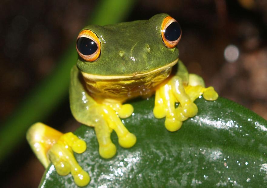 frog