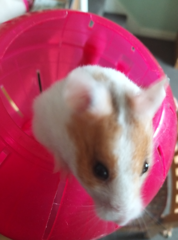Hamster 1 