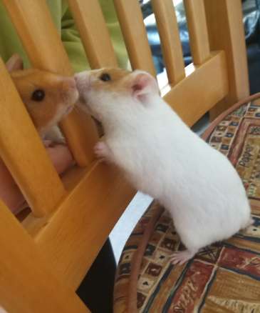 ham 2 