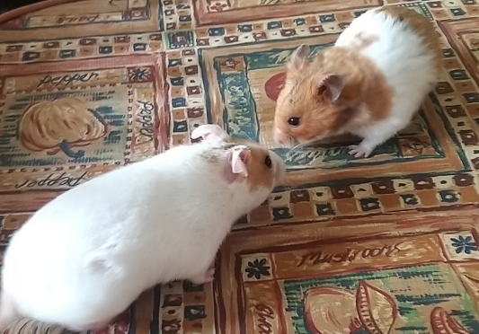 ham 3 