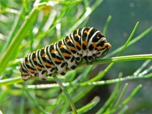 caterpillar 