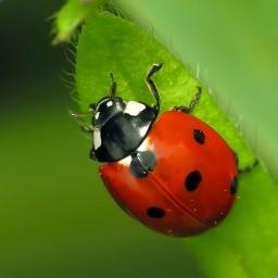 Ladybird 