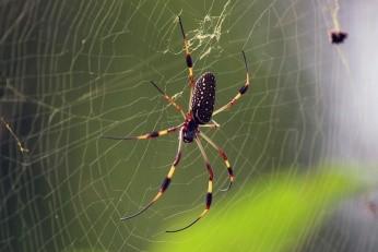 spider 